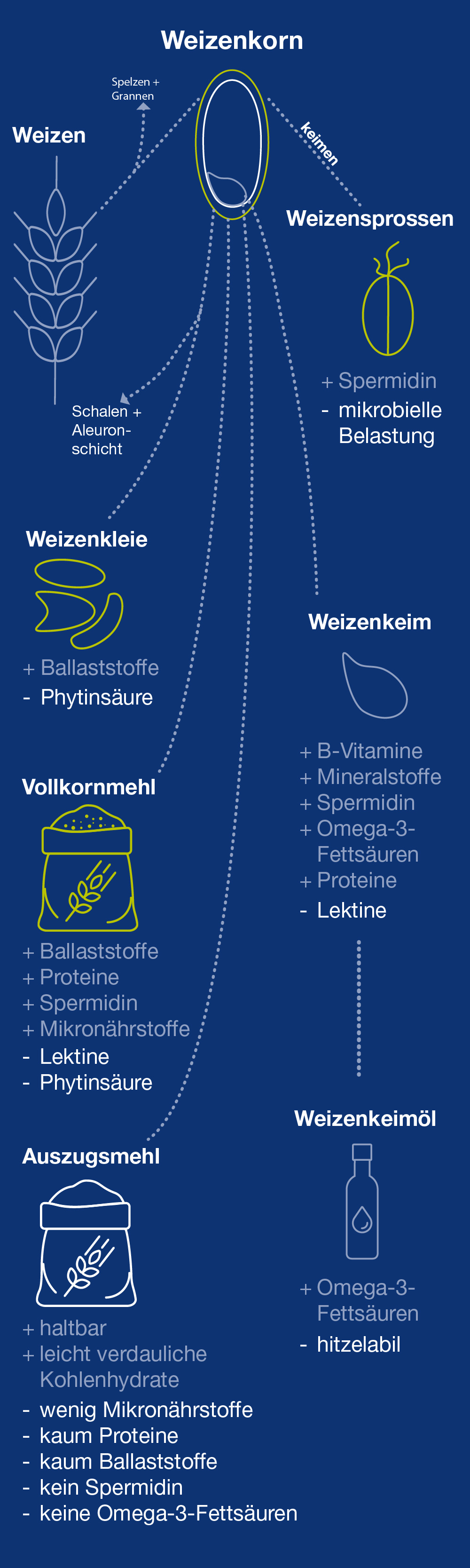 Ob und in welcher Menge Weizenprodukte Spermidin enthalten, hängt von der Art der Verarbeitung des Weizens ab. Schaubild mit Inhaltsstoffen von Weizenerzeugnissen wie Keimlingen und Mehl.