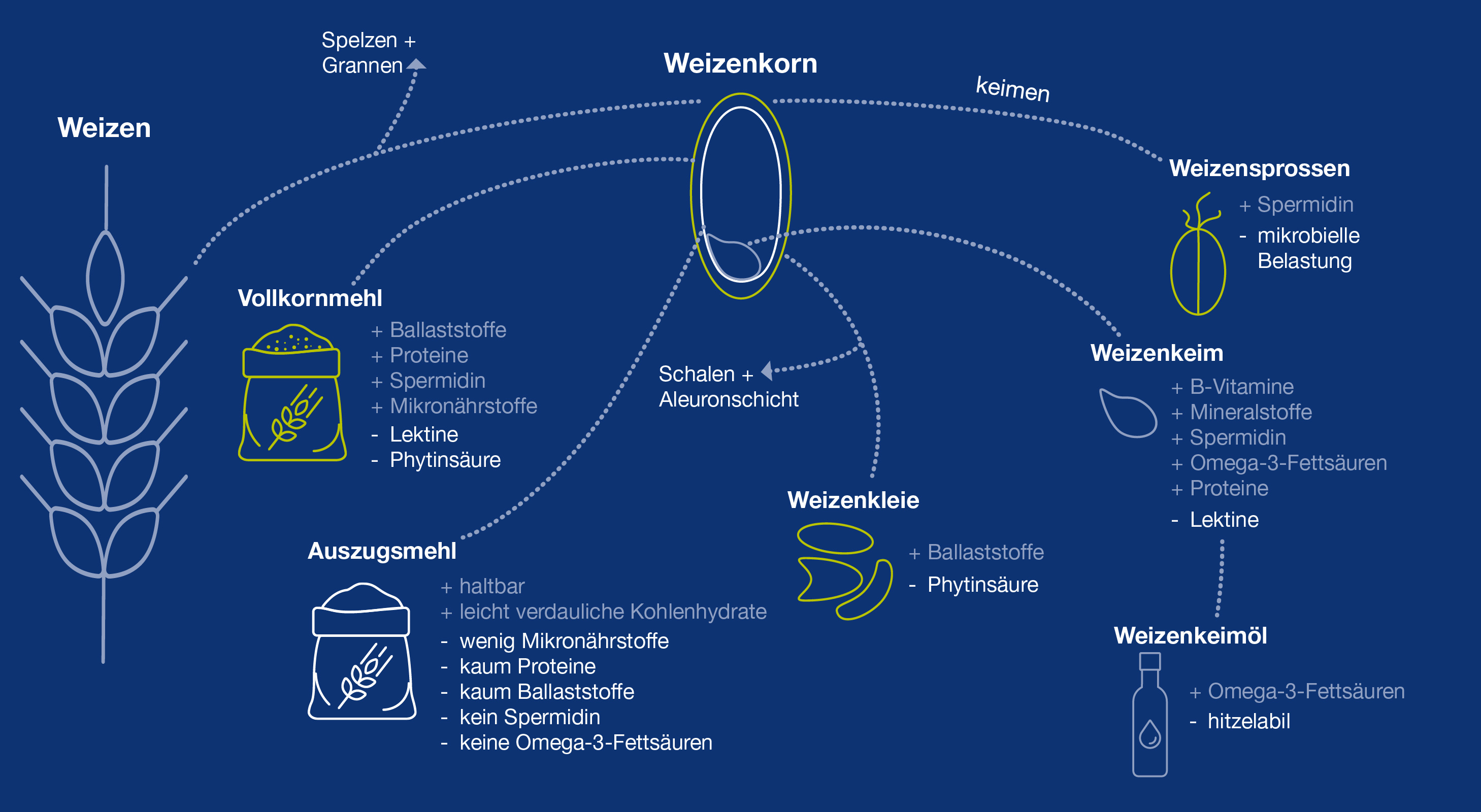 Ob und in welcher Menge Weizenprodukte Spermidin enthalten, hängt von der Art der Verarbeitung des Weizens ab. Schaubild mit Inhaltsstoffen von Weizenerzeugnissen wie Keimlingen und Mehl.